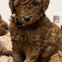 Adopt a dog:Irish oodles. The most loyal comical friend you will ever have./Irish Setter/Both/Younger Than Six Months,The Irish Setters are well known for their placid loving temperament and their long flowing dark red coats. The poodle are also well known for their intelligence and loving nature. Just a perfect combination. Would suit young family, elderly family and everything in between. Past pups are doing therapy and school work.These pups will be small to medium in size. Toilet training 95% complete.The puppy coats will be a beautiful loose curl in appearance that is low to non shedding great for allergy sufferers. All pups come vaccinated, microchipped, wormed and will be sold with a puppy pack and on going support. Parents are DNA health tested.I have both girls and boys available.Last photo of a grown Irish Oodle from previous litter, so that you can see what they will look like once grown.Check out our Facebook page for further photos or videos of current and previous litters and grown dogs.https://www.facebook.com/irishoodlesaustraliaOur aim is to produce quality healthy puppies that provide many years of enjoyment for your family for more information feel free to contact me. Our pups are treated first class and we work hands on with them every single day. The toilet training is well underway and they have also completed crate training. They are exposed to several different household noises. Very happy and outgoing babies that you are welcome to come and view.Irish Oodles are the most happy goLucky dog on the planet. A total goofball that is considered the clown of the dog world. Very human orientated. Happy to be your pillow and couchPotato pal or your adventure, rock climbing, body surfing, bike riding buddy. Nothing phases them. They will give the majority of things a go with a big smile on their face.Happy to share the house with other creatures or be a only child. So whether you want to just hang out or go play full out, the Irish Oodle will be there by your side.Prices vary from $3000 to $4000. We have pups ready to go and some newborns so we can help out with timing. Feel free to contact us so that we can discuss further to see if we have something that will suit your needs.Every puppy comes with microchip transfers completed and 6 weeks free puppy insurance.If you live interstate we organize everything for you to fly the puppy to your major airport.With over 30 years experience, we leave nothing to chance. The puppies are our number one priority every time.Serious enquiries only please, 956000017128377,956000017188341,956000017128127 , 956000017116080,RPBA 15565Source number MB115294Looking for a cavoodle or groodle. Why not consider the Irish Oodle.