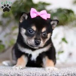 Annette/Shiba Inu									Puppy/Female	/8 Weeks,Allow me to introduce you to the cutest ACA Registered Shiba Inu puppy, Annette! She embodies the perfect blend of sweetness and spunk. With her soft, fluffy coat she is an absolute joy to snuggle. This breed is known for their spirited and independent nature, they are often described as bold, confident, and good-natured dogs. No matter where you go, your Shiba Inu will always be a head turner. Whether it’s a brisk walk in the park or a lively play session, this puppy will turn any ordinary days into an adventure!