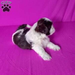 Sage/Shih Tzu									Puppy/Female	/8 Weeks,Sage is a  very friendly  and socialized  puppy.  Her parents  are approximately  12 #. Please  see my video below 