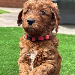 Adopt a dog:Irish oodles. The most loyal comical friend you will ever have./Irish Setter/Both/Younger Than Six Months,The Irish Setters are well known for their placid loving temperament and their long flowing dark red coats. The poodle are also well known for their intelligence and loving nature. Just a perfect combination. Would suit young family, elderly family and everything in between. Past pups are doing therapy and school work.These pups will be small to medium in size. Toilet training 95% complete.The puppy coats will be a beautiful loose curl in appearance that is low to non shedding great for allergy sufferers. All pups come vaccinated, microchipped, wormed and will be sold with a puppy pack and on going support. Parents are DNA health tested.I have both girls and boys available.Last photo of a grown Irish Oodle from previous litter, so that you can see what they will look like once grown.Check out our Facebook page for further photos or videos of current and previous litters and grown dogs.https://www.facebook.com/irishoodlesaustraliaOur aim is to produce quality healthy puppies that provide many years of enjoyment for your family for more information feel free to contact me. Our pups are treated first class and we work hands on with them every single day. The toilet training is well underway and they have also completed crate training. They are exposed to several different household noises. Very happy and outgoing babies that you are welcome to come and view.Irish Oodles are the most happy goLucky dog on the planet. A total goofball that is considered the clown of the dog world. Very human orientated. Happy to be your pillow and couchPotato pal or your adventure, rock climbing, body surfing, bike riding buddy. Nothing phases them. They will give the majority of things a go with a big smile on their face.Happy to share the house with other creatures or be a only child. So whether you want to just hang out or go play full out, the Irish Oodle will be there by your side.Prices vary from $3000 to $4000. We have pups ready to go and some newborns so we can help out with timing. Feel free to contact us so that we can discuss further to see if we have something that will suit your needs.Every puppy comes with microchip transfers completed and 6 weeks free puppy insurance.If you live interstate we organize everything for you to fly the puppy to your major airport.With over 30 years experience, we leave nothing to chance. The puppies are our number one priority every time.Serious enquiries only please, 956000017128377,956000017188341,956000017128127 , 956000017116080,RPBA 15565Source number MB115294Looking for a cavoodle or groodle. Why not consider the Irish Oodle.