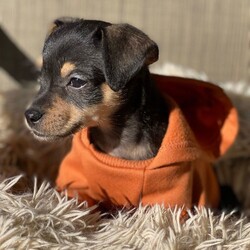 Adopt a dog:Nina/Chihuahua/Female/Baby,Hi, my name is Nina and I am about 2 months old.  I was saved from being dumped in a park.  I am so sweet and calm.  I do great with people and other dogs.  My foster mate is 13 years old and I do so good with him.  Please no young children in the home as I am so small I might get hurt.  
l have had my first shots. Because I'm just a pup, our vet recommends waiting for neuter because it’s the healthier choice.  California law allows me to be adopted out before alteration if it’s under vet recommendation and a deposit, that is refunded after proof of alteration, is required.   The adoption fee is  $200 and the deposit is an additional $100.