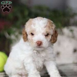 Benson/Cockapoo									Puppy/Male	/6 Weeks,Say hello to this little cute Cockapoo baby named Benson. The Cockapoo is a delightful and affectionate crossbreed dog resulting from the mix of a Cocker Spaniel and a Poodle. Known for its charming appearance and friendly demeanor, the Cockapoo has gained popularity as a beloved companion pet. Known for their intelligence, Cockapoos are often easy to train and eager to please, making them suitable for first-time dog owners.