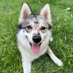 Pomsky puppies - looking for their forever homes!/Siberian Husky/Male/Younger Than Six Months,We have a beautiful litter of pomsky puppies are due to be born this weekend (3-4th of Feb). We are currently just taking expressions of interest only.They will receive their first vaccination, microchipping and vet health check at 6 weeks old - which you will receive paperwork of this - from our amazing vets that we love and trust.Pomskys are a cross between the Siberian Husky and the Pomeranian. The cross between the two breeds creates a confident, playful, loving and sociable pup. They are the perfect pup for any family.Our pups are raised in our family home, around our family pets and our children so they are well socialised and handled by the time they come home to you.We have a range of colours available. Prices vary from $2500-$5000 depending on colour. All husky markings and merles are $5000.We welcome visits, and are also able to transport interstate if you are not on the Gold Coast. Please feel free to reach out via message, phone or social media if you’d like more info.Facebook - Pomskys & Aussie Poms Gold CoastInstagram - fluffy_duffy_puppiesBIN: 0010706365198RPBA: 5259