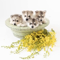 Pomsky puppies - looking for their forever homes!/Siberian Husky/Male/Younger Than Six Months,We have a beautiful litter of pomsky puppies are due to be born this weekend (3-4th of Feb). We are currently just taking expressions of interest only.They will receive their first vaccination, microchipping and vet health check at 6 weeks old - which you will receive paperwork of this - from our amazing vets that we love and trust.Pomskys are a cross between the Siberian Husky and the Pomeranian. The cross between the two breeds creates a confident, playful, loving and sociable pup. They are the perfect pup for any family.Our pups are raised in our family home, around our family pets and our children so they are well socialised and handled by the time they come home to you.We have a range of colours available. Prices vary from $2500-$5000 depending on colour. All husky markings and merles are $5000.We welcome visits, and are also able to transport interstate if you are not on the Gold Coast. Please feel free to reach out via message, phone or social media if you’d like more info.Facebook - Pomskys & Aussie Poms Gold CoastInstagram - fluffy_duffy_puppiesBIN: 0010706365198RPBA: 5259