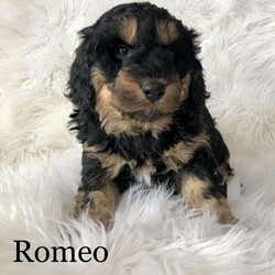 Romeo/Aki-Poo									Puppy/Male	/7 Weeks,Hi, I’m Romeo! I am a mini Aki-Poo who is hypoallergenic I am the largest in the litter and proud of it. I am a natural born leader and protector. I would love to be your Valentine!