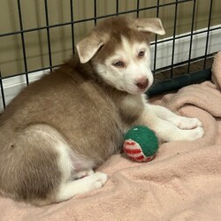 Adopt a dog:Roscoe/Siberian Husky/Male/Baby,Roscoe is a cute playful Husky puppy born on 12/21/23 who will be available for adoption at the end of February. Loves to play with his siblings and foster siblings. 

If interested, please apply at www.hthrescue.org