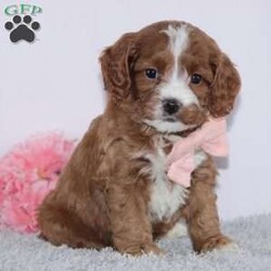 Esta/Cockapoo									Puppy/Female	/7 Weeks,To contact the breeder about this puppy, click on the “View Breeder Info” tab above.