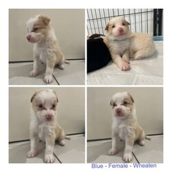Border Collie Puppies/Border Collie/Male/Younger Than Six Months,Purebred Border Collie PuppiesTownsville LocationWill come with full vet check, microchip and vaccination, and wormed every 2 weeks.Meet and greets welcomeBoth parents are beautiful well tempered dogs. Mother - Wheaten. Father - Chocolate Tri