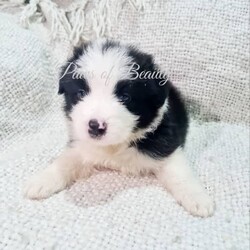 Pedigree Papered Border Collie/Border Collie/Female/Younger Than Six Months,Pedigree Papered long haired Border Collies ready to go in 3 weeks at 8 weeks of age. Pups will be microchipped, immunised, vet checked, wormed and come with papers. Parents have wonderful temperaments which we believe will be passed into their babies. Parents have been DNA tested and are 100% clear of any testible diseases. Please check out my fb pag in the link below for more pics.Tri blue merle male blue eye $2300Choc merle male 2 blue eyes $2300Black and white male $1800Black and white female $1800https://www.facebook.com/shearbellebeauties?mibextid=ZbWKwLMDBA33037BIN0003693514393