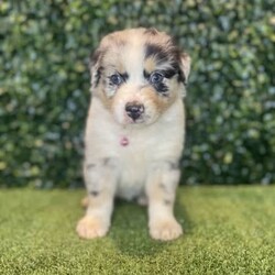 2 x Australian Shepherds (DNA Clear) Free Delivery Sydney/Australian Shepherd Dog/Both/Younger Than Six Months,8 x Purebred Australian Shepherd puppies available to a loving home. Available to go from the 30th January and we can deliver them to sydney on this date.- Blue Merle Female (bob tail) $4000 (SOLD)- Blue Merle Male (bob tail) $3800 (SOLD)- Red Merle Female (bob tail) $3500 (SOLD)- Red Merle Male (bob tail) $3500 (SOLD)- Red Tri Female (bob Tail) $2500 (SOLD)- Black Tri Male (long tail) $2000 (SOLD)- Black Tri Female (long tail) $2000- Black Tri Female (long tail) $2,000Puppies come :- With first round of vaccinations & microchipped- Vet check report- 6 weeks free pet insurance- Not desexed- Wormed every 2 weeksThe puppies have been raised indoors and outdoors, and around children and other puppies.The father is a 25kg Black Tri Aussie Shepherd and is DNA tested, the mother is a 28kg Red Tri Aussie Shepherd and also DNA tested. We own both parents and I can send photos of parents on request.Once our puppies leave, we:- Would love to see updates!- Offer a rehoming policy- Offer a 18 month health guarantee- Have a Facebook page you can stay in touch or see other puppies we have bred- Offer support and are free to talk at any time throughout your puppies lifeWe are located in Nyngan NSW, can get to Dubbo at any stage. Road transport is usually organised from Dubbo. There will be free transport to Sydney, with a chosen meeting location and time. Happy to arrange other freight at buyers expense, flights from Sydney to another capital city are usually around $300Full members of AAPDB: 16947BIN: B000738270We have a website & Facebook page Country Canine Co. Please look on our Facebook group Country Canine Co. Families for photos of the previous litter as adults.