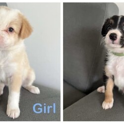 Border Collie Puppies/Border Collie/Male/Younger Than Six Months,Purebred Border Collie PuppiesTownsville LocationWill come with full vet check, microchip and vaccination, and wormed every 2 weeks.Meet and greets welcomeBoth parents are beautiful well tempered dogs. Mother - Wheaten. Father - Chocolate Tri