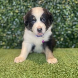 2 x Australian Shepherds (DNA Clear) Free Delivery Sydney/Australian Shepherd Dog/Both/Younger Than Six Months,8 x Purebred Australian Shepherd puppies available to a loving home. Available to go from the 30th January and we can deliver them to sydney on this date.- Blue Merle Female (bob tail) $4000 (SOLD)- Blue Merle Male (bob tail) $3800 (SOLD)- Red Merle Female (bob tail) $3500 (SOLD)- Red Merle Male (bob tail) $3500 (SOLD)- Red Tri Female (bob Tail) $2500 (SOLD)- Black Tri Male (long tail) $2000 (SOLD)- Black Tri Female (long tail) $2000- Black Tri Female (long tail) $2,000Puppies come :- With first round of vaccinations & microchipped- Vet check report- 6 weeks free pet insurance- Not desexed- Wormed every 2 weeksThe puppies have been raised indoors and outdoors, and around children and other puppies.The father is a 25kg Black Tri Aussie Shepherd and is DNA tested, the mother is a 28kg Red Tri Aussie Shepherd and also DNA tested. We own both parents and I can send photos of parents on request.Once our puppies leave, we:- Would love to see updates!- Offer a rehoming policy- Offer a 18 month health guarantee- Have a Facebook page you can stay in touch or see other puppies we have bred- Offer support and are free to talk at any time throughout your puppies lifeWe are located in Nyngan NSW, can get to Dubbo at any stage. Road transport is usually organised from Dubbo. There will be free transport to Sydney, with a chosen meeting location and time. Happy to arrange other freight at buyers expense, flights from Sydney to another capital city are usually around $300Full members of AAPDB: 16947BIN: B000738270We have a website & Facebook page Country Canine Co. Please look on our Facebook group Country Canine Co. Families for photos of the previous litter as adults.