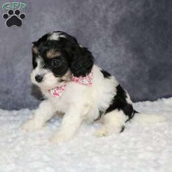 Zelda/Mini Sheepadoodle									Puppy/Female	/8 Weeks,Zelda is a mini sheepadoodle puppy! That loves to be cuddle and will be running around after you where ever you go! She is a Healthy little girl she was inspected by a veternarian on 2-16-24  if you would like to see her results i can send a photo of them to you! She is also up to date on all her Vaccines and Dewormer! And has also been Microcipped that is registered with Global Pet Security. 