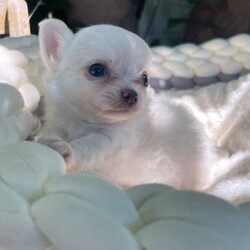 Chihuahua puppies/Chihuahua (Long Coat)/Both/Younger Than Six Months,Chihuahua puppies born on the 10.12.23White/cream long coat males available $20001 female now available $2500Have been vet check, vaccinated, microchipped, wormed and flea treated.Ready to go to new homes after the 4th of February 
