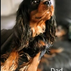 Adopt a dog:Cavalier King Charles Spaniel puppies purebred/Cavalier King Charles Spaniel/Both/Younger Than Six Months,We are pleased to announce Cinnamon and Levi have had a beautiful litter of purebred King Charles Cavaliers. ❤️