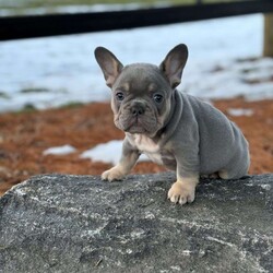 Paris/French Bulldog									Puppy/Female	/January 2nd, 2024,This is Paris . She is looking for someone that is able to give her a loving home.She is up to date on deworming and vaccinations and has AKC paperwork.Please reach out to John today if interested.