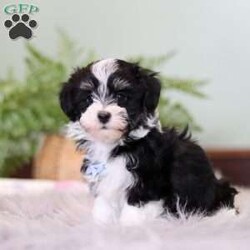 Keith/Havanese									Puppy/Male	/7 Weeks,Meet Kyle, our adorable AKC Havanese with a heart as big as his sparkling eyes. His sleek, coat is irresistibly soft, inviting endless cuddles. His playful spirit lights up the room as he enthusiastically explores every nook and cranny, tail wagging with uncontainable joy. His intelligence shines through in his quick grasp of commands, making training sessions a breeze. Yet, when the day’s adventures wind down, he transforms into a cuddle expert, snuggling close with a warmth that melts away stress. As he grows, he promises to be not just a pet but a cherished family member, ready for a lifetime of shared moments and unwavering companionship.