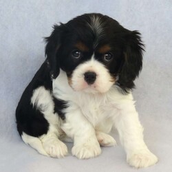 Lily/Cavalier King Charles Spaniel									Puppy/Female	/January 3rd, 2024