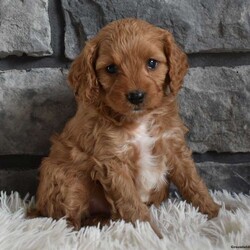 Joy/Cavapoo									Puppy/Female	/8 Weeks,I offer a one year health guarantee. Up to date on shots and dewormings. I’m looking for a loving indoor home. Shipping options are available anywhere in the US. All Sunday calls are returned on Mondays. Thanks Jon