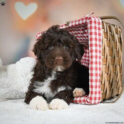 Stella/Portuguese Water Dog									Puppy/Female	/December 16th, 2023,Stella is a happy, healthy, AKC registered Portuguese Water Dog. Looking for a forever home. She is family raised and very great with kids.To adopt Stella call today! 