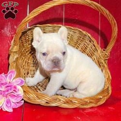 Bella/French Bulldog									Puppy/Female	/7 Weeks,  Bella is an adorable platinum Akc registered frenchy puppy! Carries testable Isabella chocolate! Great quality! Listed at pet price contact us for price with full rights! Up to date with all shots and dewormings will come with a one yr genetic health guarantee! Family raised and well socialized! Ground delivery is available right to your door! Contact us today to get your new family member!