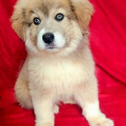 Adopt a dog:Sarge /Great Pyrenees/Male/Baby,3 months old, cat and dog friendly

Sarge is sweet and shy-ish, quiet, affectionate and loves his toys. He is learning how to walk on leash.