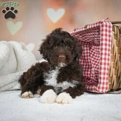 Stella/Portuguese Water Dog									Puppy/Female	/December 16th, 2023,Stella is a happy, healthy, AKC registered Portuguese Water Dog. Looking for a forever home. She is family raised and very great with kids.To adopt Stella call today! 