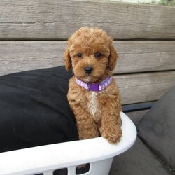 Adopt a dog:Cavoodle Puppies READY NOW PASSED VET CHECK DNA cleared /Poodle (Toy)/Female/Older Than Six Months,(READY NOW) (for their forever homes)https://youtu.be/INEm7XhWFoU?feature=sharedPUPPIES HAVE BEEN MICROCHIPPED, WORMED, VACCINATED & CLEARED VET CHECKFemale Puppies $2,100Pink collar SOLDPurple collarYellow collarWhite collarGreen collar SOLDMale Puppies $1700Black collar SOLDLight Blue collar SOLDDark Blue collarOrange collarRed collar SOLDD.O.B. 21/12/2023Puppies will be 8 wks & ready on 15/02/2024I'm a small home-based breeder. Both parents are part of our loving family. I'm a full member of RPBA No 1281. This includes a life time rehome guarantee & life time puppy support.Both parents have been DNA cleared. This ensures the puppies will not acquire any hereditary diseases that are prone to the breed.Dad (Prince) is a Toy Poodle DOUBLE FURNISHED 4.2kgMum (Honey) is a Mini Blenheim Cavoodle 8kg. This will be her last litter.Before puppies leave they will go to their new homesMicrochippedVaccinatedComplete health checkedWormed every 2 weeks from birthAlso ask me about the puppy settling pack.We have been working on toilet training & is going well.