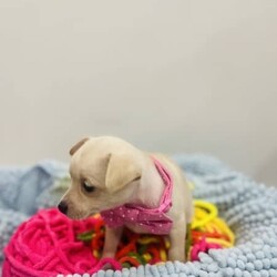 Pure breed puppy chihuahua/Chihuahua (Smooth Coat)/Female/Younger Than Six Months,3 pure breed chihuahuaMom is only 2.7kiloDad is only 3.2 kiloIntroducing three captivating Chihuahuas, each a delightful blend of beauty, brains, and affection, ready to enchant their way into your forever home.With their sleek, smooth coats and keen intellect, they're a breeze to train, promising to be the perfect companions for life's adventures. Raised in the loving embrace of a family environment, they're well-acquainted with cuddles and playtime, making them the ultimate cuddle buddies.Plus, they come fully vet-checked, vaccinated, and wormed, ensuring their health and happiness. Don't miss out on the opportunity to welcome these irresistible sweethearts into your family—they're just waiting to bring endless joy and love into your life.My RPBA Member Number Is: 14112