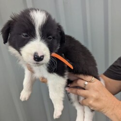 Pure breed border collie puppies for sale/Border Collie/Both/Younger Than Six Months,8 Beautiful pure breed border collie puppies for sale. Parents are fully DNA Tested and cleared of all diseases known to border collies. We have 5 female and 3 male puppies available the females are in the first 5 photos and the males are in the last 3. I am a registered breeder with MDBA member number is 31150. Puppies have been wormed at 2,4,6,8 weeks and will be microchipped, have first vaccination and be vet checked at. 8 weeks old. Will be ready for there forever homes on 7/03/24.Female Merle is $2500BW female pink collar $1800BW female orange collar $1800BE female red collar $1800BW female yellow collar $1800BW male green collar $1500BW male light blue collar $1500BW male dark blue collar $1500