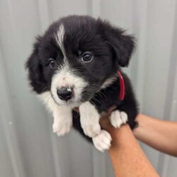 Pure breed border collie puppies for sale/Border Collie/Both/Younger Than Six Months,8 Beautiful pure breed border collie puppies for sale. Parents are fully DNA Tested and cleared of all diseases known to border collies. We have 5 female and 3 male puppies available the females are in the first 5 photos and the males are in the last 3. I am a registered breeder with MDBA member number is 31150. Puppies have been wormed at 2,4,6,8 weeks and will be microchipped, have first vaccination and be vet checked at. 8 weeks old. Will be ready for there forever homes on 7/03/24.Female Merle is $2500BW female pink collar $1800BW female orange collar $1800BE female red collar $1800BW female yellow collar $1800BW male green collar $1500BW male light blue collar $1500BW male dark blue collar $1500
