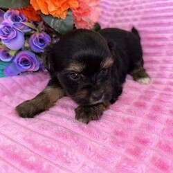 ♥️1 LEFT Morkies Available and 1 beautiful Pedigree Yorkie /Yorkshire Terrier/Both/Younger Than Six Months,