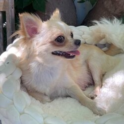 Chihuahua puppies/Chihuahua (Long Coat)/Both/Younger Than Six Months,Chihuahua puppies born on the 10.12.23White/cream long coat males available $20001 female now available $2500Have been vet check, vaccinated, microchipped, wormed and flea treated.Ready to go to new homes after the 4th of February 