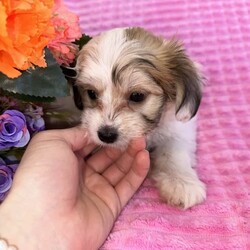 ♥️1 LEFT Morkies Available and 1 beautiful Pedigree Yorkie /Yorkshire Terrier/Both/Younger Than Six Months,