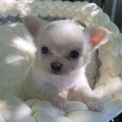 Chihuahua puppies/Chihuahua (Long Coat)/Both/Younger Than Six Months,Chihuahua puppies born on the 10.12.23White/cream long coat males available $20001 female now available $2500Have been vet check, vaccinated, microchipped, wormed and flea treated.Ready to go to new homes after the 4th of February 
