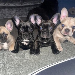 Adopt a dog:*3 BOYS LEFT* REDUCED!!mixed litter french bulldogs/French bulldog/Mixed Litter/4 months,Hi and welcome to my ad for my beautiful stunning home bred mixed litter of french bulldogs

 Can be seen with mother (blue)
Pics Of father added he is obi by wacabullz NEW SHADE rojo & tan testable chocolate ??

Puppys will come full wormed flead upto date
Both 1st and 2nd vaccinations
Full health checks
Microchipped
Kc Registered

Puppys are weaned to raw diet fed ALL CARRY TESTABLE CHOC
BOY 1 black masked black fawn
Boy 2 chocolate fawn and tan 
BOY 3 chocolate brindled
GIRL 4 chocolate brindled SOLD 

Looking for the most perfect
Of homes no costs are ever spared to our Puppys and are raised with great love and care. Serious enquiries only please

Thank you for looking
Contact for further details or questions

PLEASE NOTE IF YOU WASTE MY TIME LIKE IVE HAD WITH ALL PUPPYS I WILL EXPOSE YOU TO OTHERS TO MAKE THEM AWARE. I am sick of been insulted time wasted and thinking my dogs should go free like your mates rates or my hard work money and tears go into my dogs for you to just waste my time if your not interested so be it if you are then have the decency to be genuine or at least contact instead of
Thinking we can just sit around for you not to show or collect dogs on a daily basis. Genuine interests and 5* homes only Thank you