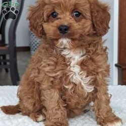 Daisy/Cavapoo									Puppy/Female	/8 Weeks,Hello everyone! Meet our precious little girl, Daisy. She is a beautiful Cavapoo puppy and with a beautiful coat of soft, wavy hair. She has a very sweet temperament and would make the perfect companion to anyone giving her a loving home! Her mom is a Cavalier and dad is a mini poodle with a dark coat curly red hair! (Pics available) Daisy will be between 10 and 15lbs fully grown. She is a very happy and healthy little gal and will be available to her new home anytime after March 1st.