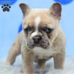 London/French Bulldog									Puppy/Male	/10 Weeks,London is a purebred male French bulldog I am offering him to a pet home at $2,300 and if you are wanting to use him for breeding His akc registration is $500. London is a stud prospect he is Merle and carries (l4) fluffy, tri (at) chocolate (co) and cream (e) he could possibly be a lilac Merle tri I have not dna test him but I will discuss by a phone call with any serious inquiries!! We are located in Dayton Ohio you can fly or drive in person to pick your puppy up or we can make arrangements to deliver your puppy to your front door step!! We have over 100s of references and can make this transaction very easy, seamless and trustworthy!! You will not be disappointed. London is a super thick big boned puppy and has a huge head on him we are excited for his future as he will male his new parents very proud of him!! His temperament is incredible and he is super kind and loving craving human interaction all the time! Puppy includes vet checked healthy up to date on shots, dewormings, dewclawed and microchiped! Health warranty!! And over 100s of references available to serious inquiries upon request!! Give me a call for immediate response we look forward to answering any further questions you may have and set up a video call for you to meet this puppy!! He is incredible and pics don’t do him justice!!