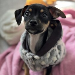 Adopt a dog:Bucky/Chihuahua/Male/Baby,Adoption application: https://www.shelterluv.com/matchme/adopt/PPRI/Dog

***We are currently accepting applications, but we will not be starting adoption sleepovers until the second Distemper-Parvo booster has been administered.***