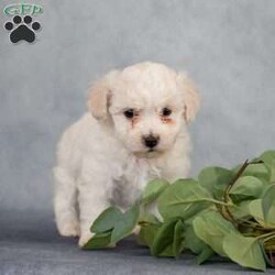 Nathan/Bichon Frise									Puppy/Male	/December 26th, 2023,Are you ready to welcome Nathan. A Bichon Frise puppy into your life and heart? We have a lovable Bichon Frisepuppy looking for a forever home filled with love and care. If you’re ready to provide a warm and loving environment, this little bundle of joy is waiting to become a cherished part of your family.