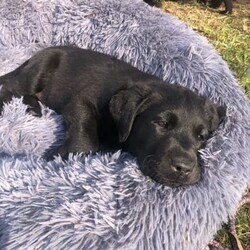 Purebred Labrador puppies/Labrador Retriever/Male/Older Than Six Months,DNA tested Purebred LabradorsAll puppies will be:VaccinatedMicrochippedVet checkedWormed every 2 weeksFlea treatedCheck out our Parrabel park Labradors Facebook page to see our beautiful puppies as they grow and you can also see our previous litter and feed back from them. They were very well behaved calm puppies, They would come and sit at your feet to greet you.Both parents are Hip and elbow scored/x-rayed with exceptional results and Dna / Genetic health screened. They have been tested for hereditary diseases and will not be affected.The parents Dna test also proves they are purebred Labradors. They have been bred for their quality and their beautiful temperaments. I try to breed the best family member I can 