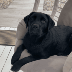 Purebred Labrador puppies/Labrador Retriever/Male/Older Than Six Months,DNA tested Purebred LabradorsAll puppies will be:VaccinatedMicrochippedVet checkedWormed every 2 weeksFlea treatedCheck out our Parrabel park Labradors Facebook page to see our beautiful puppies as they grow and you can also see our previous litter and feed back from them. They were very well behaved calm puppies, They would come and sit at your feet to greet you.Both parents are Hip and elbow scored/x-rayed with exceptional results and Dna / Genetic health screened. They have been tested for hereditary diseases and will not be affected.The parents Dna test also proves they are purebred Labradors. They have been bred for their quality and their beautiful temperaments. I try to breed the best family member I can 
