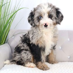 Bella/Mini Bernedoodle									Puppy/Female	/8 Weeks,Cute, Cute, Cute…Sharp, perfectly marked, well furnished, one of a kind find! Raised to bring joy and friendship to your home these Mini bernedoodle puppies will do just that. We not only love raising puppies we love our dogs and enjoy socializing the little puppies to prepare them for their new family! We are looking for quality homes for these awesome little ones! If you love dogs and have a great home for a dog, we would love to talk to you about adopting one of our puppies. Our puppies have sweet personalities and are well socialized. The dad (Captain Merle) is ACA registered mini poodle weighing only 9.7 lbs. He is genetically tested and clear. The mom is in excellent health as well. She is AKC registered Bernese Mountain dog. She weighs 80 lbs.  The puppies are up to date on shots and wormer. Call today to adopt this little sweetheart. Shipping is available.  