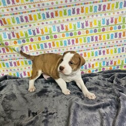 Adopt a dog:Charlie/Boxer/Male/Baby,If you see this listing, then he is 100% available for adoption.

Charlie is the cutest and friendliest little guy ever!  He loves to play with his toys, his siblings and likes to snuggle!  He is an approx. 8 lbs., 9 week old, Boxer mix.  Mama was a 50 lb. Boxer mix.

He is microchipped, heartworm negative, has been neutered, dewormed, flea treated, started vaccinations, but needs 2 more vet visits before he is current for the year, including DHPP & Bordetella, and he is on monthly heartworm prevention.  His adoption fee is $250.00.  This fee includes transferring your microchip to your name at no charge to you.

If you’re interested in adopting, please do not send us a Petfinder inquiry, but instead go to our website at 

https://jenniferspetrescue.com/wp-content/uploads/2021/11/CanineAdoption-Fillable.pdf

and send us a completed dog adoption application.  We go in order of approved and received application and will get back to you ASAP.  Please do NOT send us a Petfinder inquiry.  We do local adoptions only, within 90 minutes of us.