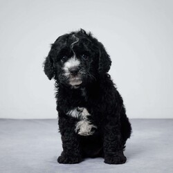 Wilbur/Cavapoo									Puppy/Male	/7 Weeks,AKC registered / Genetically tested Parents – Happy and healthy – F1 Cavapoo – Up to date on and deworming – Microchipped – 6 month health/1 year genetic guarantees(1yr/2yr if you remain on recommended food)- Full vet examination Call/text/email to schedule a time to come out and visit. We can ship to you, or can meet you at our airport. We can also meet in between if a reasonable distance.