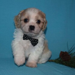 Star/Cavachon									Puppy/Male	/6 Weeks,Star is outgoing,playful with a sweet cavachon temperment. he’s looking for his forever home