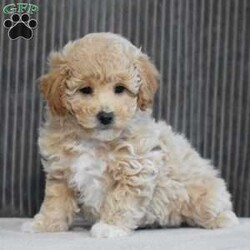 Sadie/Bich-Poo									Puppy/Female	/January 3rd, 2024,To contact the breeder about this puppy, click on the “View Breeder Info” tab above.