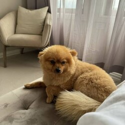 Beautiful Pomeranian for sale/Pomeranian/Male/Older Than Six Months,Ferrero is a well mannered Pomeranian. He is very friendly towards people and other dogs. Ferrero is a purebred Pomeranian weighing around 3.6kg.The perfect dog for everyday activities. He loves to go for walks and just hang out with you.For more information please contact me directly on ******2379 REVEAL_DETAILS 