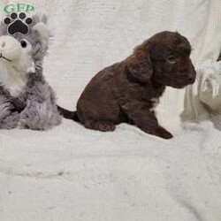 Bentley/Labradoodle									Puppy/Male	/8 Weeks,Bentley is a sweet labradoodle looking for a home. He would make a great pet and companion, his mom is 40lbs and dad 11lbs. Bentley will come up to date on shots and dewormer, 1 year health guarantee and a health certificate. 