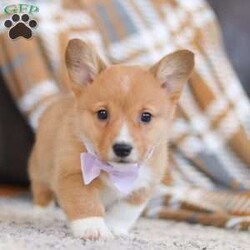 Darcy/Pembroke Welsh Corgi									Puppy/Female	/8 Weeks,Darcy is the sweetest AKC registered Corgi around! Her silky soft coat and wet puppy kisses are what dreams are made of:) She has stolen our hearts completely! Sporting a spunky personality in a small package, trademark to the breed, you cannot help but be drawn to this little one. She will join you on all the adventures you can come up with; her energy and willing attitude know no bounds. Among the most agreeable housedogs, Pembroke Welsh Corgis are strong, athletic, and lively. They love playtime and are affectionate without being needy. We just love this breed and want to give people the chance to share their home with this special type of dog! This little girl has a huge heart and a lot of love to give:) Our Corgis receive lots of care and attention, this shows in their confident and friendly personalities and also makes for a smooth transition to their new homes. 